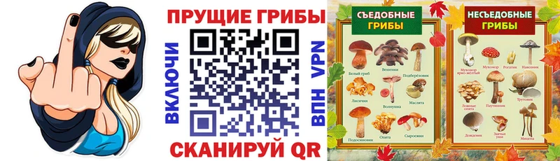 Псилоцибиновые грибы Psilocybe Пенза