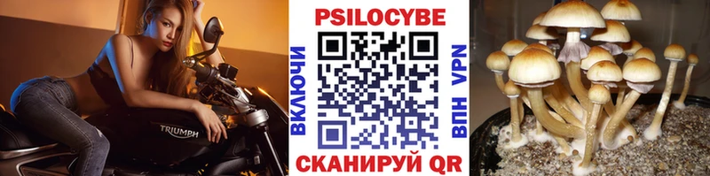 Псилоцибиновые грибы Psilocybe  Купить  Пенза 